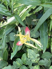 Heliconia