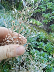 Schivereckia podolica