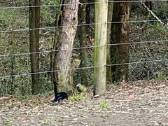 Ptilonorhynchus violaceus