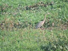 Ardea purpurea