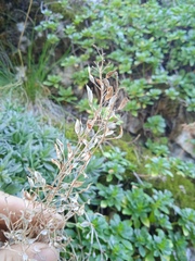 Schivereckia podolica