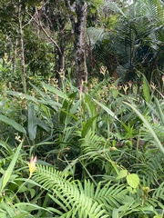 Heliconia