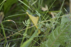 Artemisia sieversiana