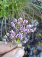 Allium rubens