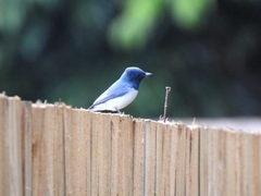 Myiagra rubecula