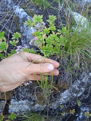 Allium rubens