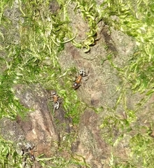 Liometopum occidentale