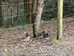 Ptilonorhynchus violaceus