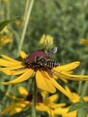 Megachile pugnata