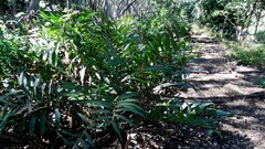 Acrostichum speciosum