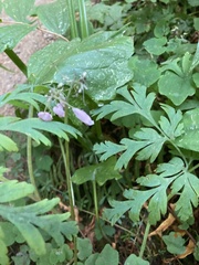 Dicentra