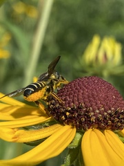 Megachile pugnata