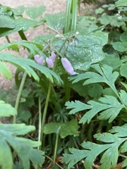 Dicentra