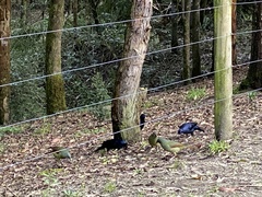 Ptilonorhynchus violaceus