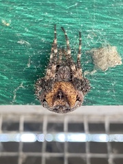 Araneus gemmoides