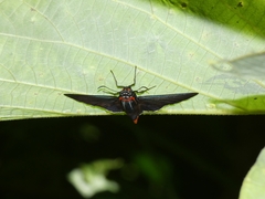 Elbella scylla