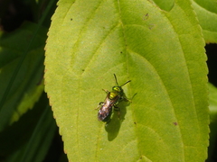 Augochlorella aurata