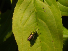 Augochlorella aurata