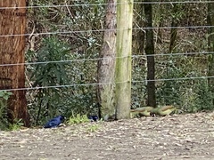 Ptilonorhynchus violaceus