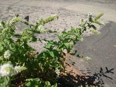 Mentha spicata