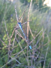Enallagma risi