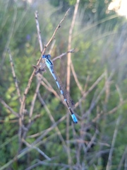 Enallagma risi