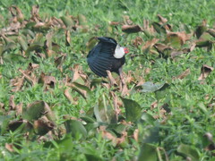 Porphyrio poliocephalus