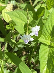 Asystasia intrusa