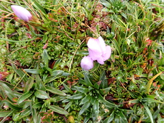 Gentianella