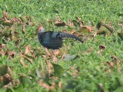 Porphyrio poliocephalus