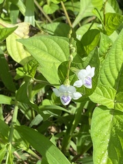 Asystasia intrusa