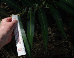 Acrostichum speciosum