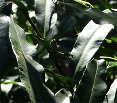 Acrostichum speciosum