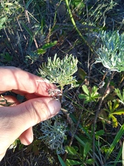 Artemisia sericea