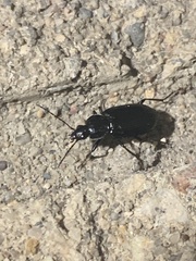 Agonum