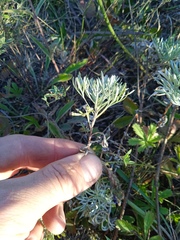 Artemisia sericea