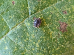 Cryptolaemus montrouzieri