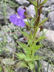 Mimulus ringens