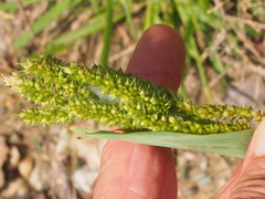 Echinochloa crus-galli