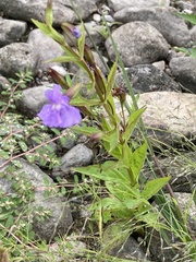 Mimulus ringens