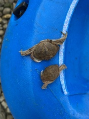 Metacarcinus magister