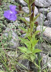 Mimulus ringens
