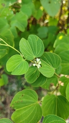 Bauhinieae