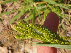 Echinochloa crus-galli
