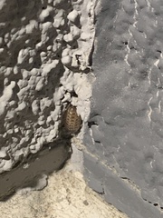 Porcellio spinicornis