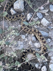Pituophis catenifer