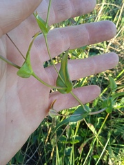 Bupleurum multinerve