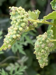 Daktulosphaira vitifoliae