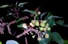 Arbutus