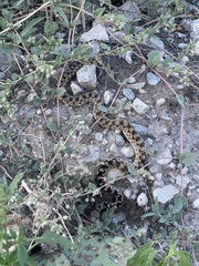 Pituophis catenifer